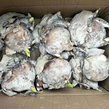 漳州水仙花种球水培耐寒冬季四季花卉年宵花庭院内外阳台室内