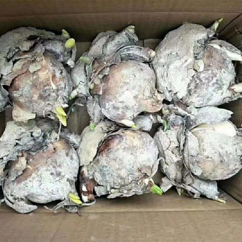 漳州水仙花种球水培耐寒冬季四季花卉年宵花庭院内外阳台室内