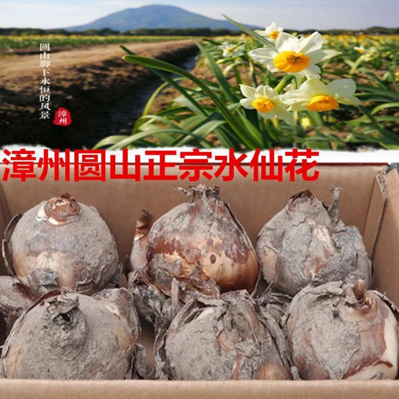 便宜浓香型漳州水仙花水仙花水养四季水培大球懒人花卉绿