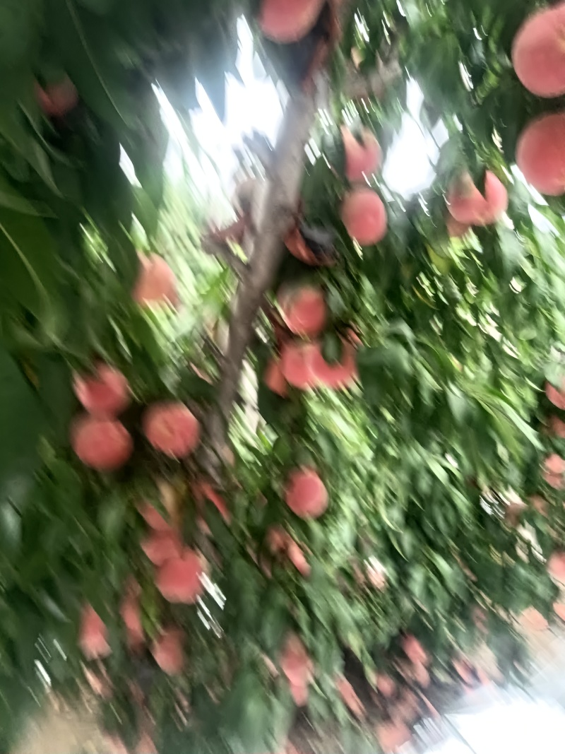 金秋红密大量上市，有需要的联系我