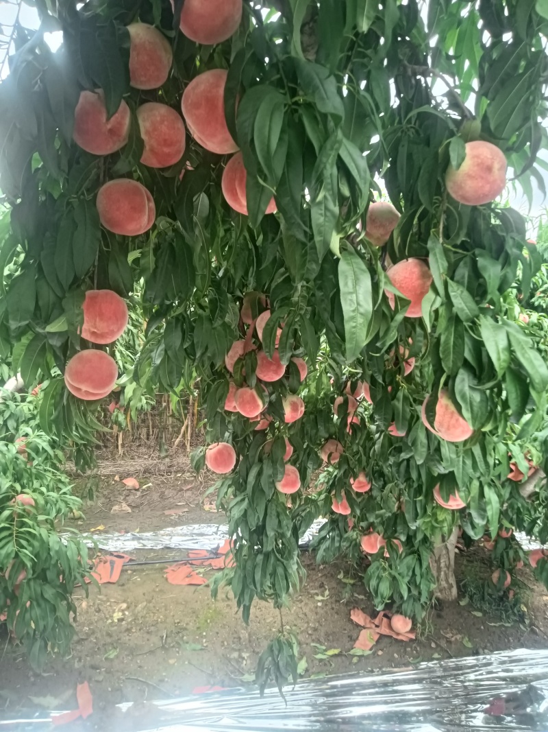金秋红密大量上市，有需要的联系我