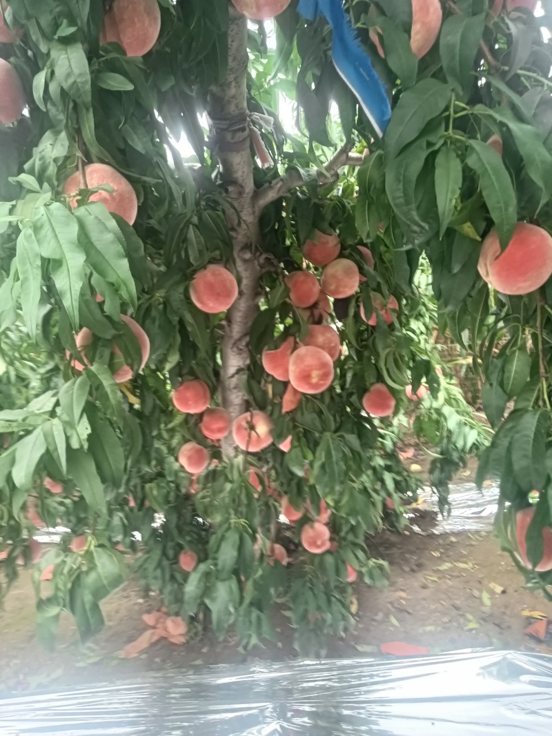 金秋红密大量上市，有需要的联系我