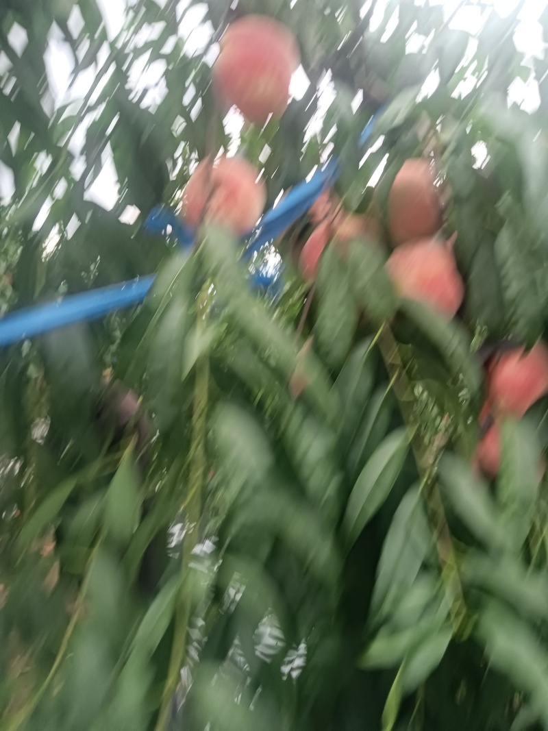 金秋红密大量上市，有需要的联系我