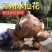 正宗福建漳州水仙花水培种球特级绿植冬季室内开花浓香型耐寒