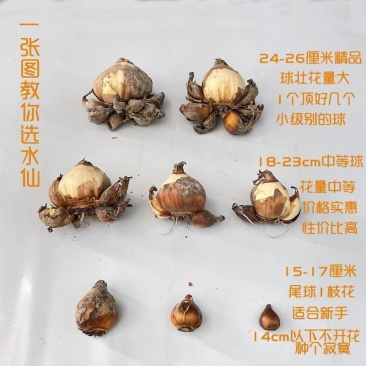 中等正宗福建漳州水仙花水培种球特级绿植冬季室内开花浓香型