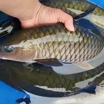 山泉水军鱼