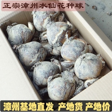 漳州正宗水仙花种球水培耐寒水培冬季水养四季花卉年宵盆栽室