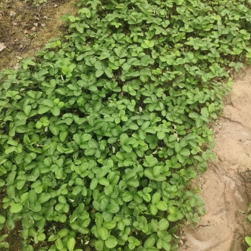 红颜假植小苗