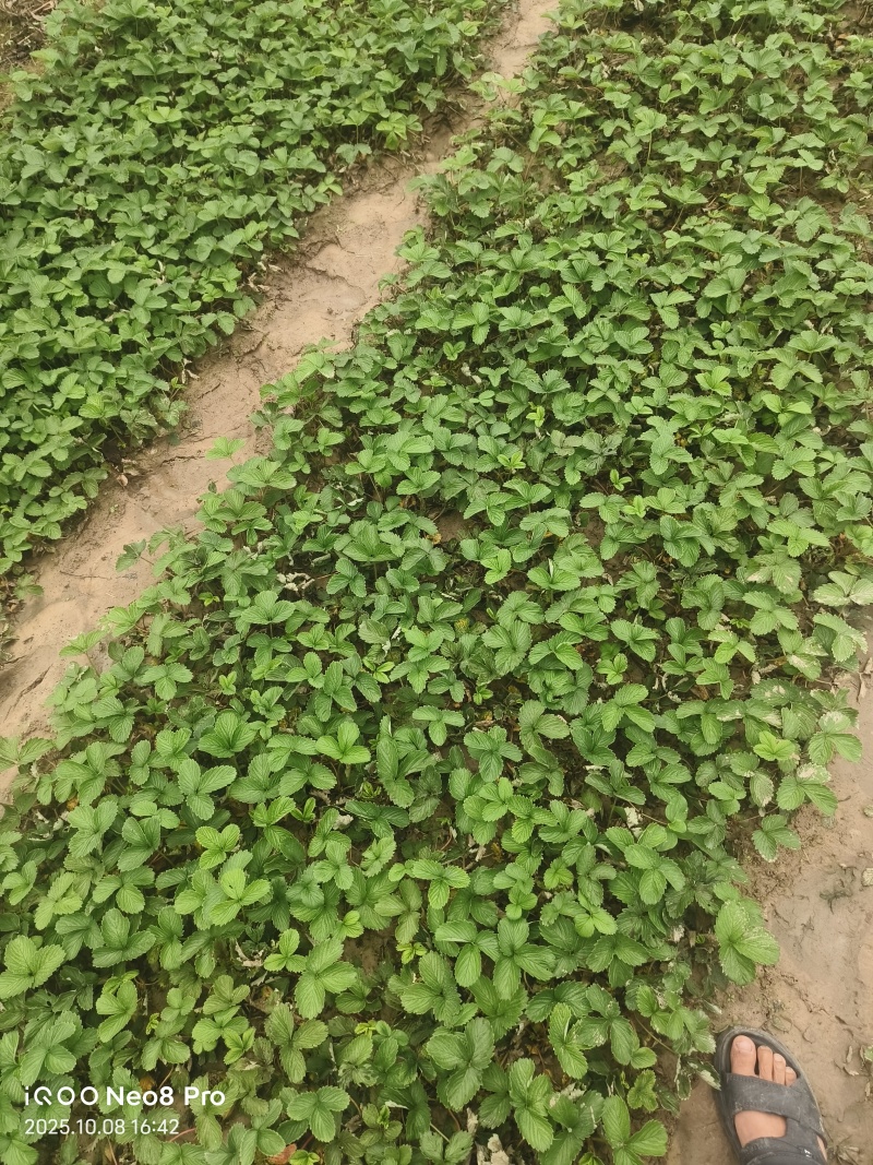红颜假植小苗