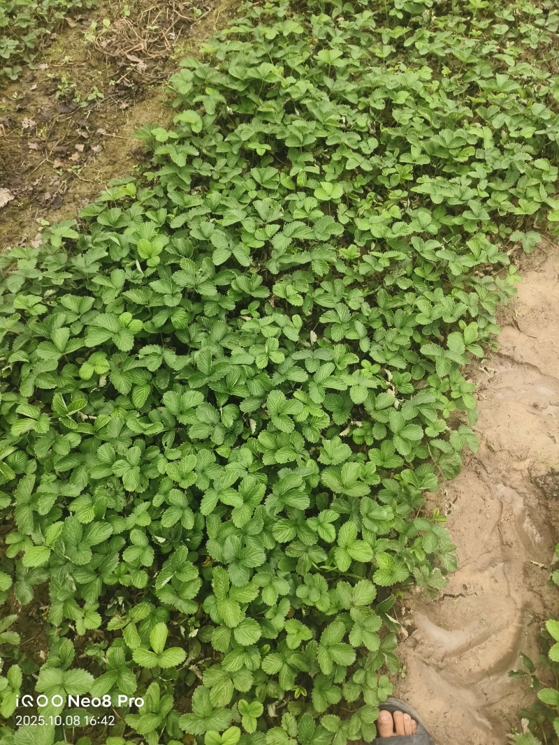 红颜假植小苗