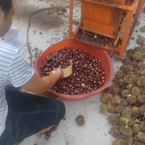 桃树苗