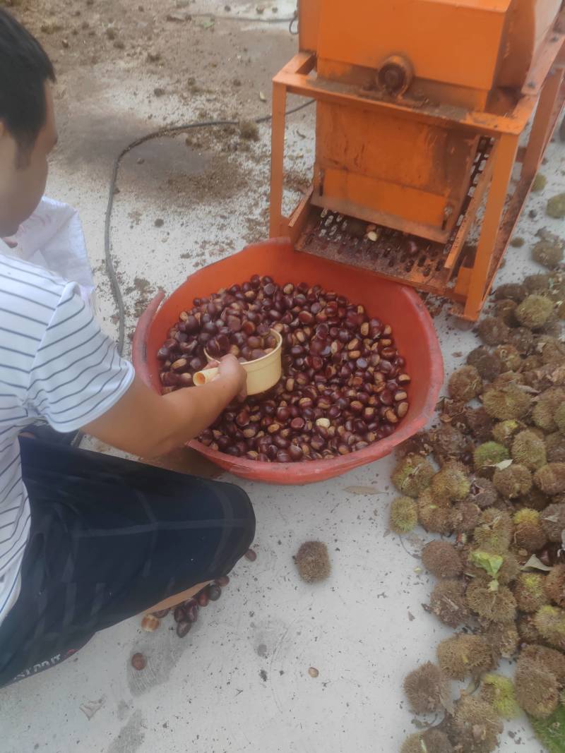 桃树苗