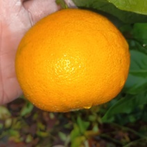爱媛果冻橙