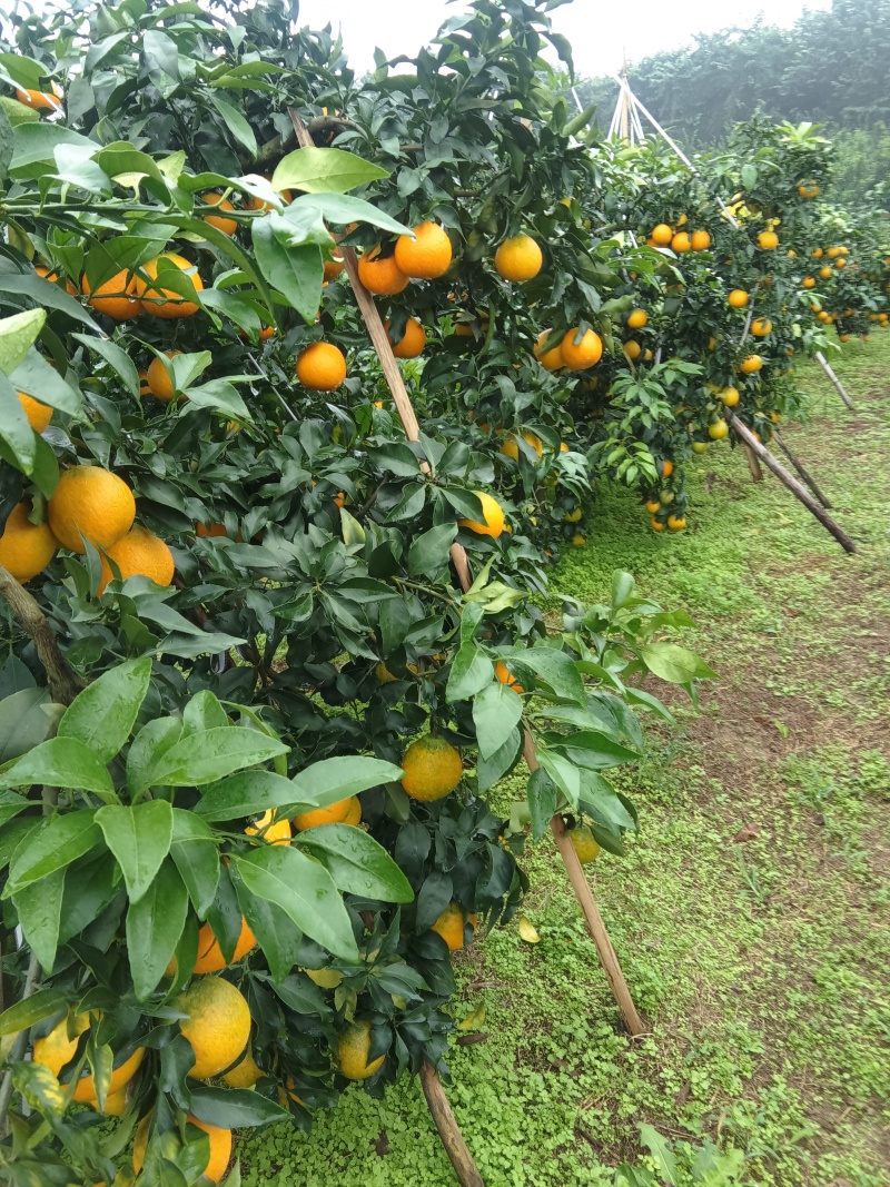 爱媛果冻橙