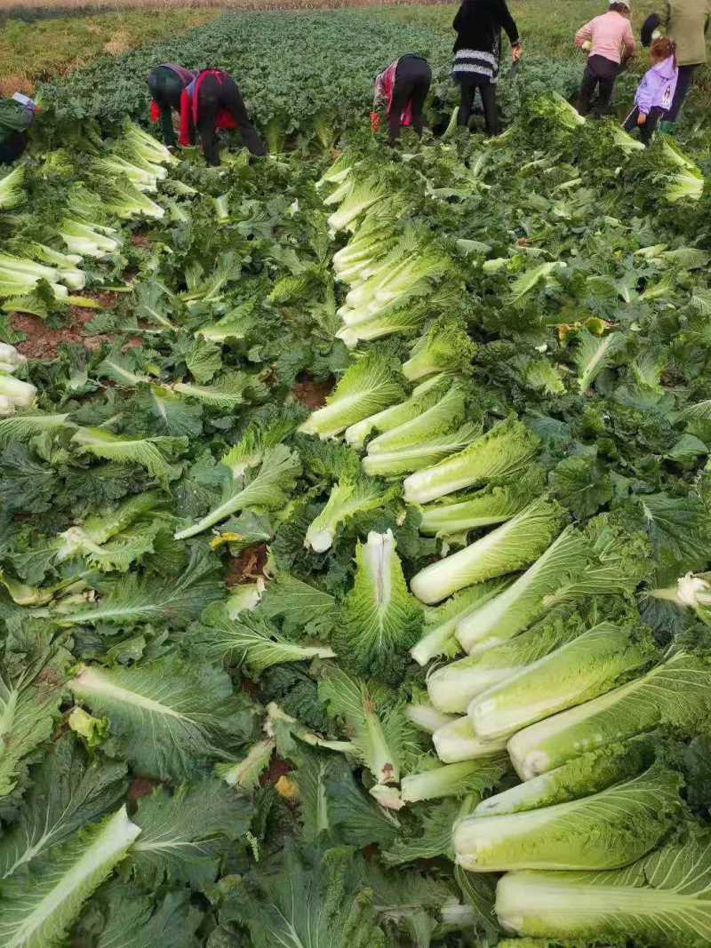晋中秋绿60白菜细长条宽叶无病虫害暗病耐低温耐储存运输