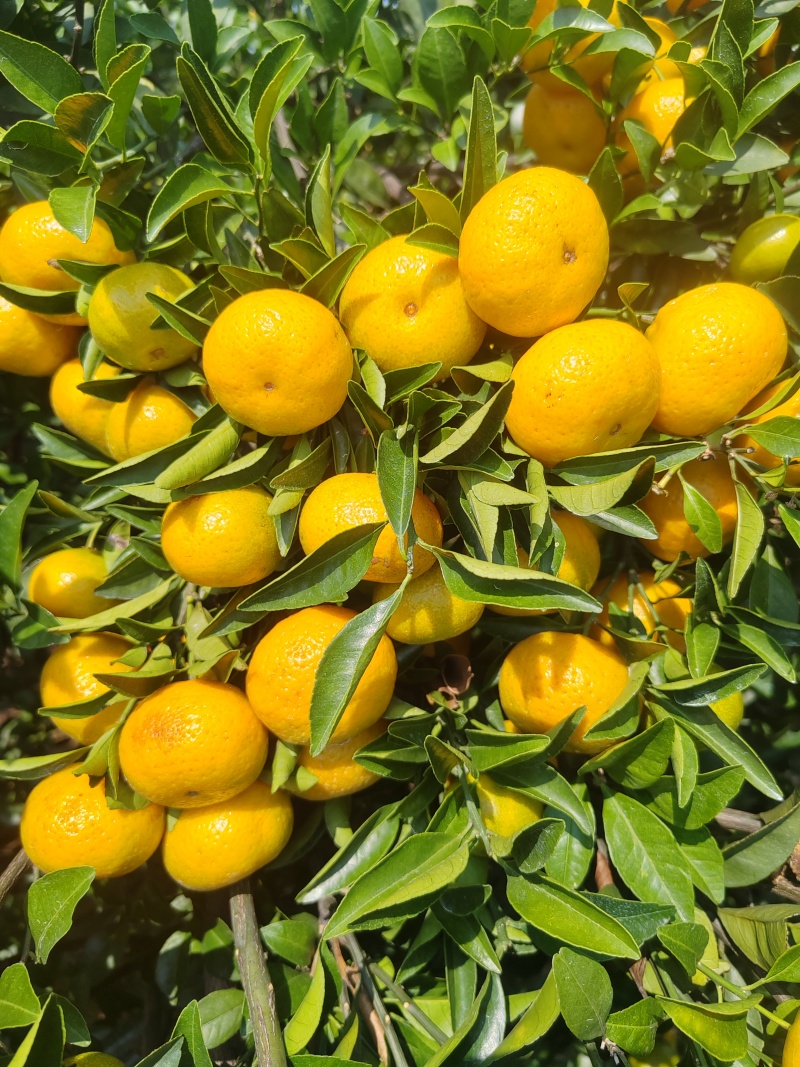 广西桂林蜜广（棉桔）臭橘对接市场商超电商等量大从优
