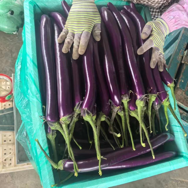 线茄精品红线茄大量上市质量保证对接全国