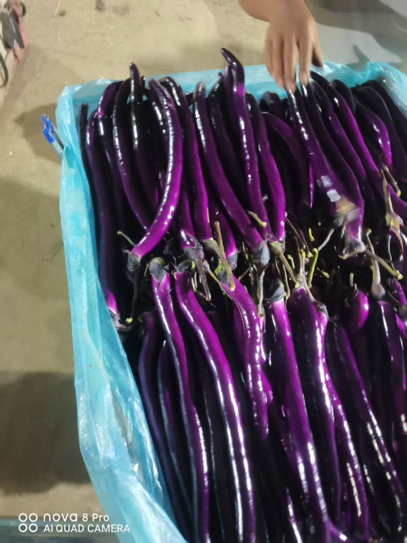 线茄精品红线茄大量上市质量保证对接全国