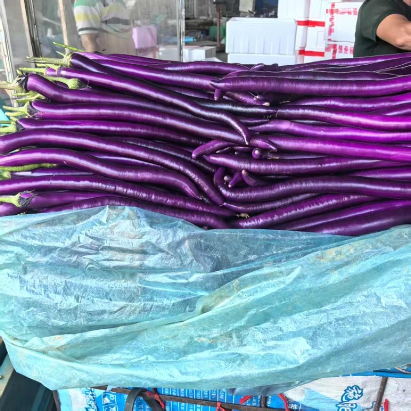线茄精品红线茄大量上市质量保证对接全国