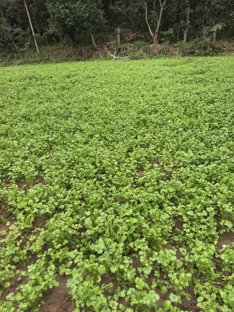 意大利香菜