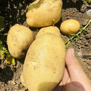 山东土豆平度土豆黄心土豆冷库土豆荷兰十五土豆沃土土豆