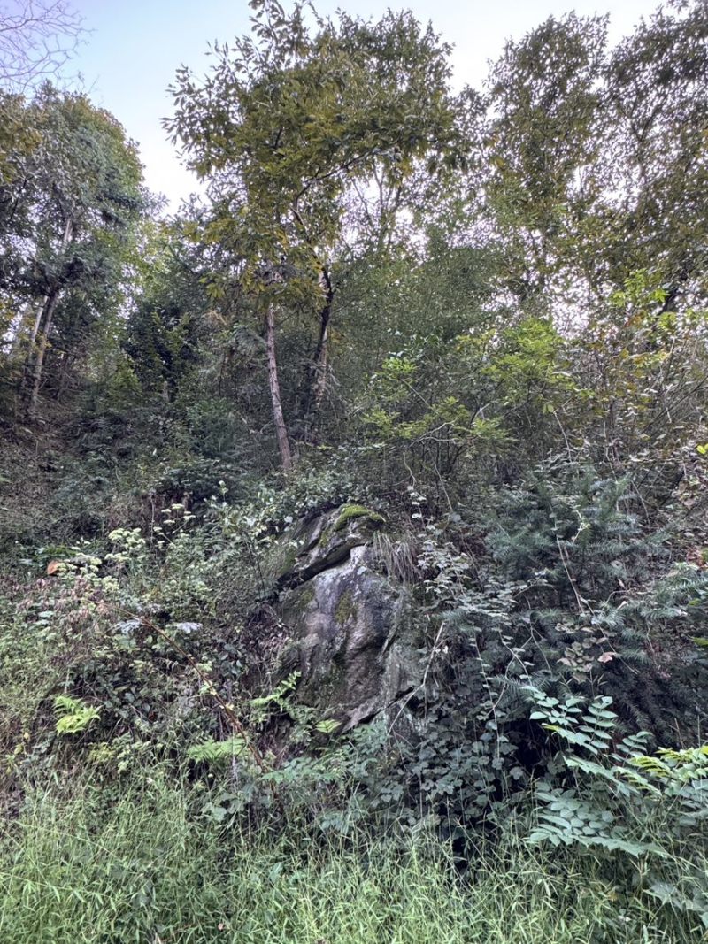 金寨大别山仿野生天麻