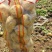 山东土豆平度土豆黄心土豆冷库土豆荷兰十五土豆沃土土豆