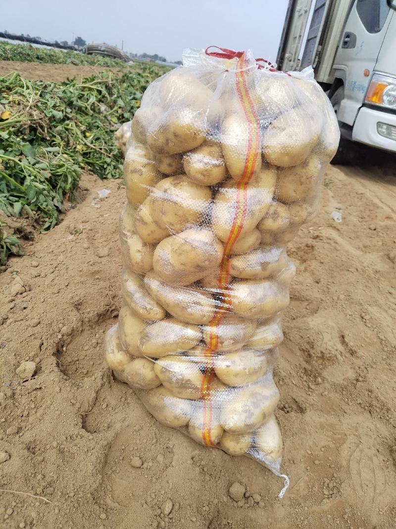 山东土豆平度土豆黄心土豆冷库土豆荷兰十五土豆沃土土豆