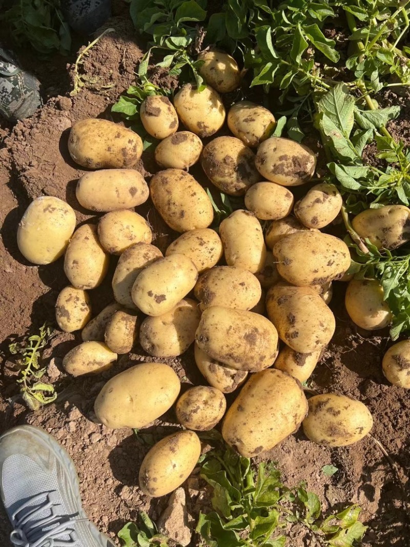 山东土豆平度土豆黄心土豆冷库土豆荷兰十五土豆沃土土豆