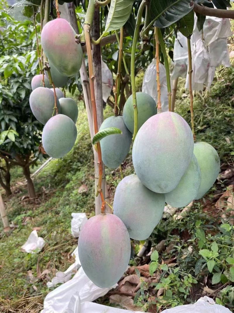 【推荐】凯特芒芒果一手货源供应市场商超电商量大从优