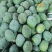 【推荐】凯特芒芒果一手货源供应市场商超电商量大从优