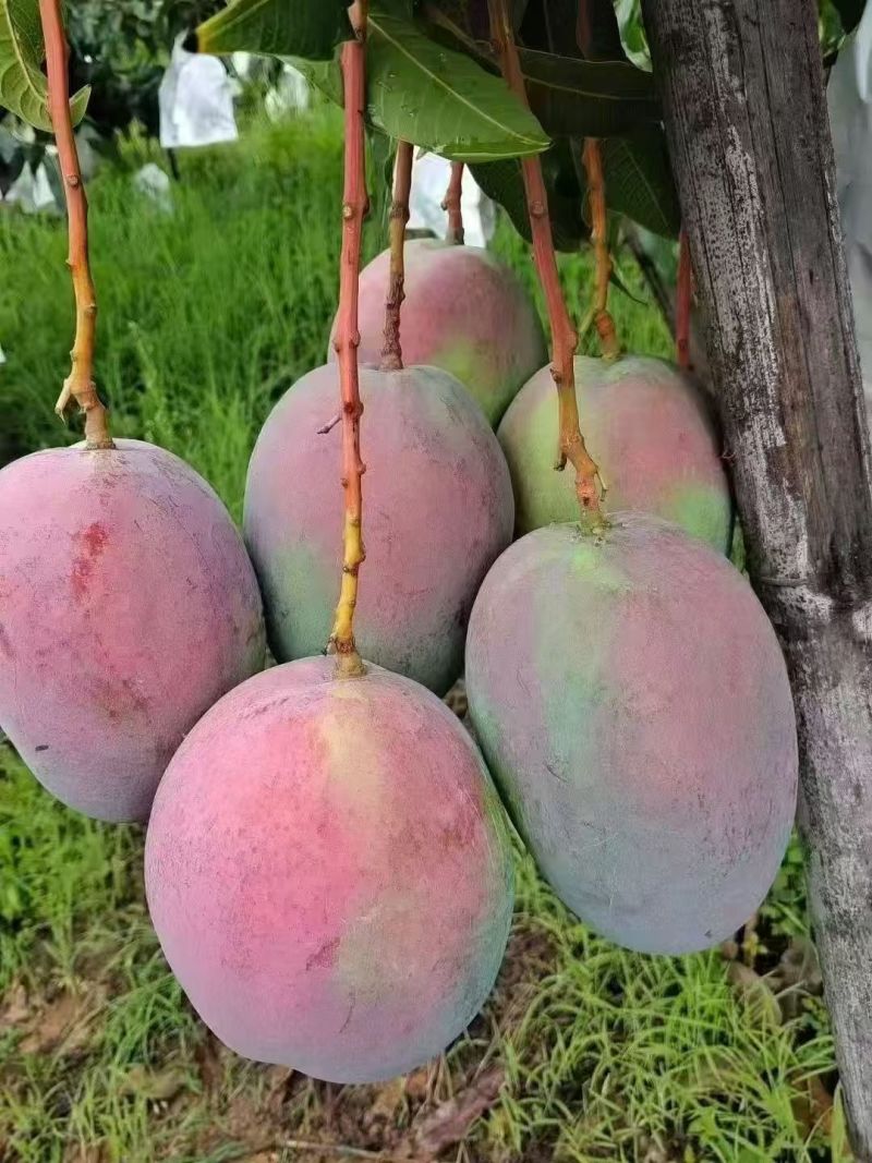 【推荐】凯特芒芒果一手货源供应市场商超电商量大从优