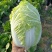 黄心白菜大白菜山东平度白菜开割了价格实惠运输便利诚信为本
