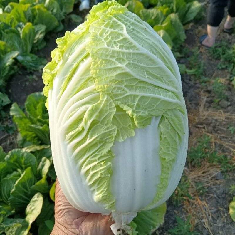 黄心白菜大白菜山东平度白菜开割了价格实惠运输便利诚信为本