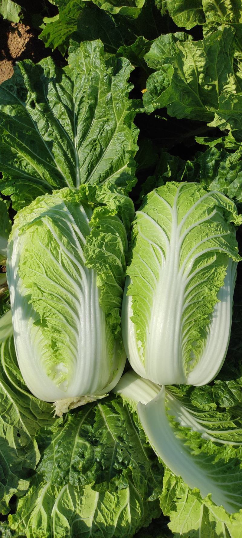 黄心白菜大白菜山东平度白菜开割了价格实惠运输便利诚信为本