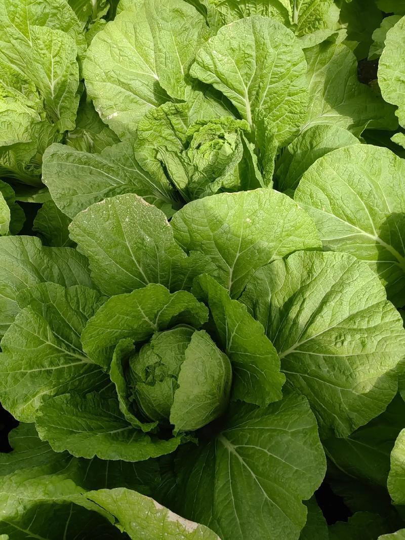 黄心白菜大白菜山东平度白菜开割了价格实惠运输便利诚信为本