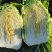 黄心白菜大白菜山东平度白菜开割了价格实惠运输便利诚信为本