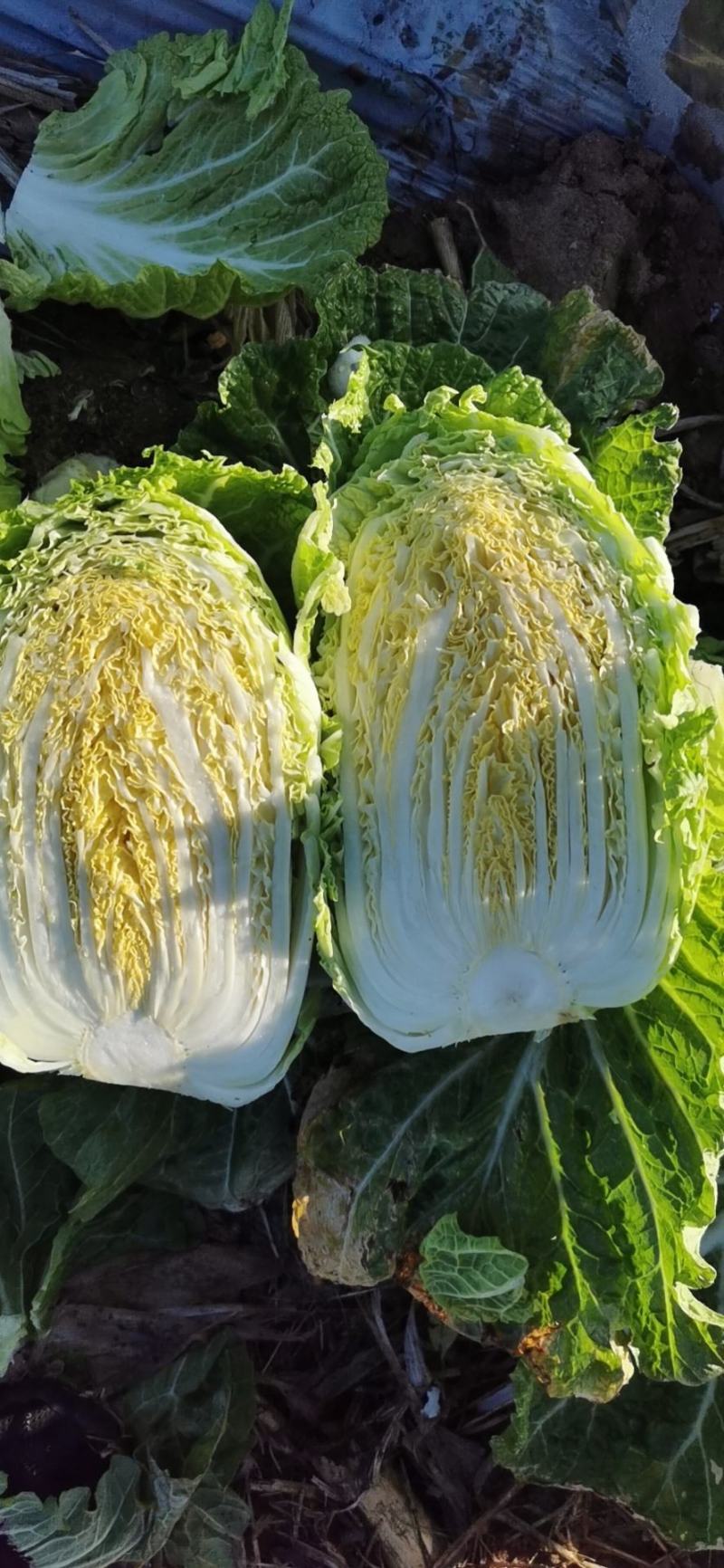 黄心白菜大白菜山东平度白菜开割了价格实惠运输便利诚信为本