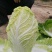 黄心白菜大白菜山东平度白菜开割了价格实惠运输便利诚信为本