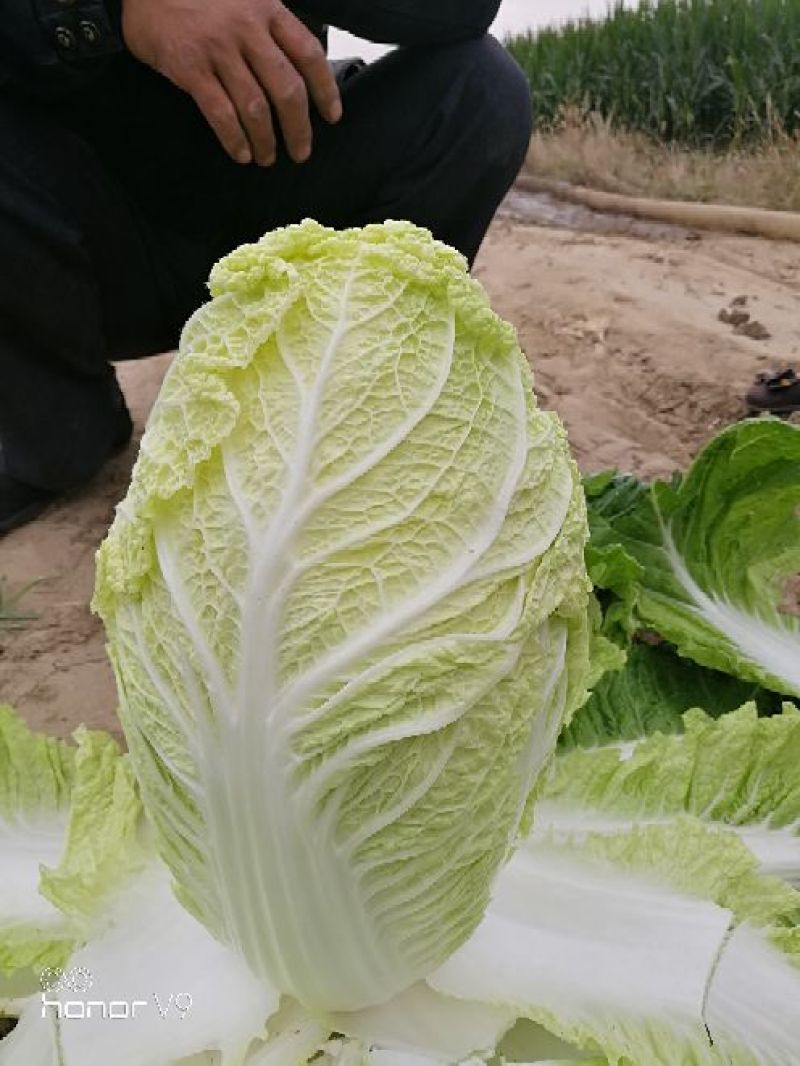 黄心白菜大白菜山东平度白菜开割了价格实惠运输便利诚信为本