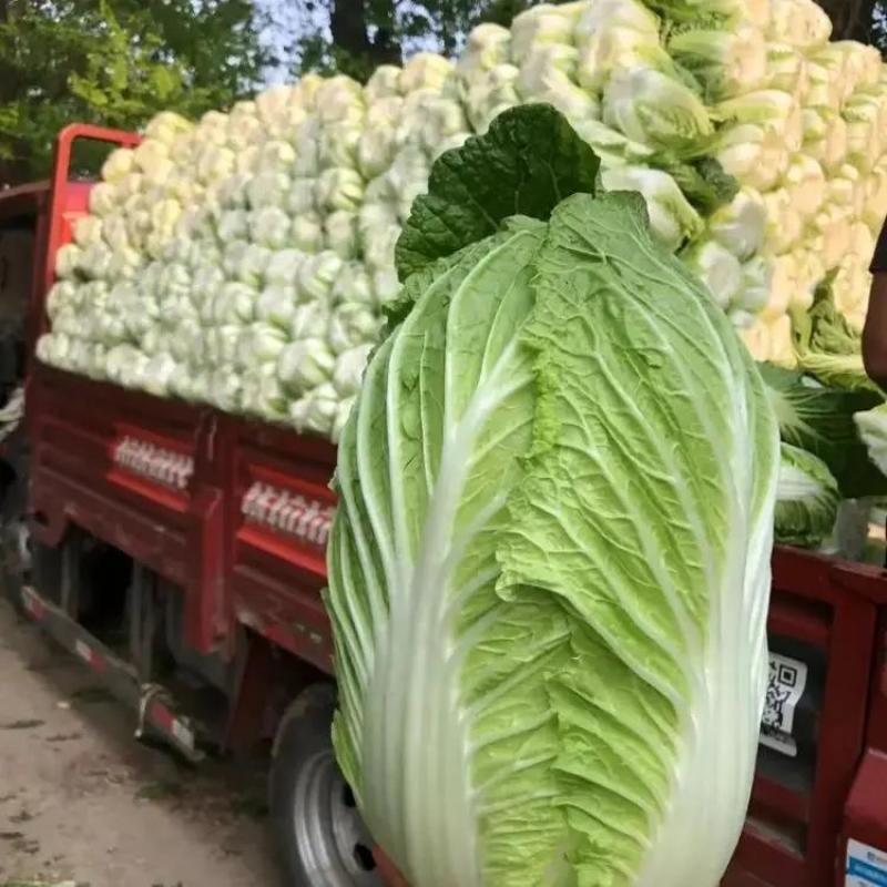 黄心白菜大白菜山东平度白菜开割了价格实惠运输便利诚信为本