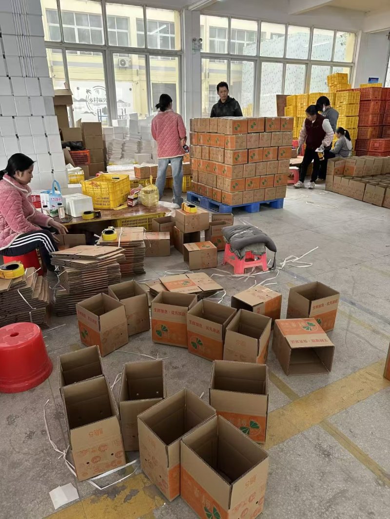 《沙糖桔》一件代发、广西沙糖桔/桂林沙糖桔/电商货源