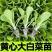 黄心大白菜秧苗黄心耐寒盆栽田园蔬菜秧苗冬天小白菜苗秧苗带