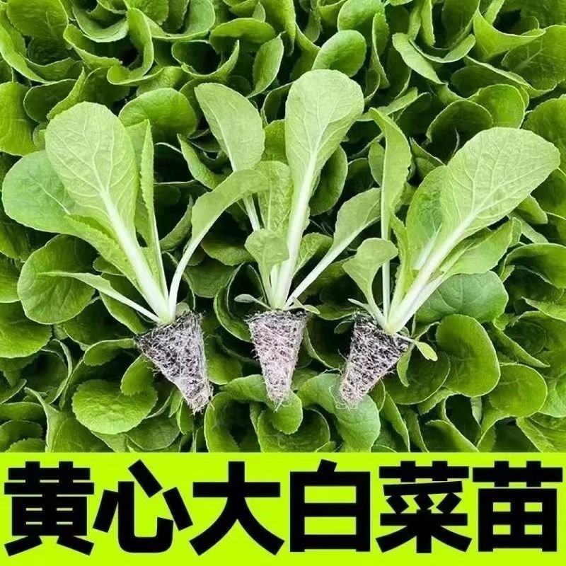 黄心大白菜秧苗黄心耐寒盆栽田园蔬菜秧苗冬天小白菜苗秧苗带