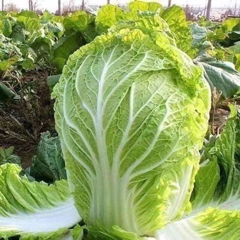黄心大白菜秧苗黄心耐寒盆栽田园蔬菜秧苗冬天小白菜苗秧苗带