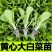 黄心大白菜秧苗黄心耐寒盆栽田园蔬菜秧苗冬天小白菜苗秧苗带