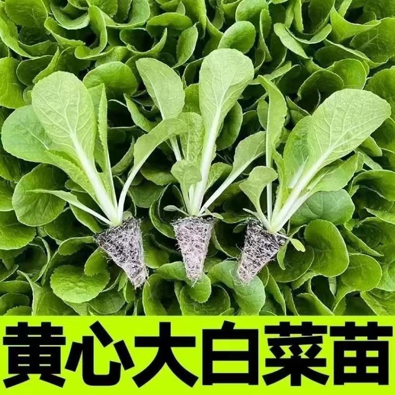 黄心大白菜秧苗黄心耐寒盆栽田园蔬菜秧苗冬天小白菜苗秧苗带
