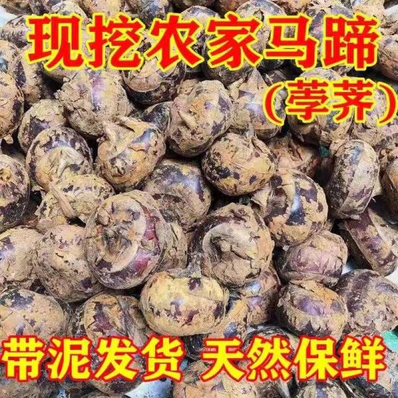 《马蹄》珍珠马蹄/毛马蹄/产地货源/一件代发/电商直播