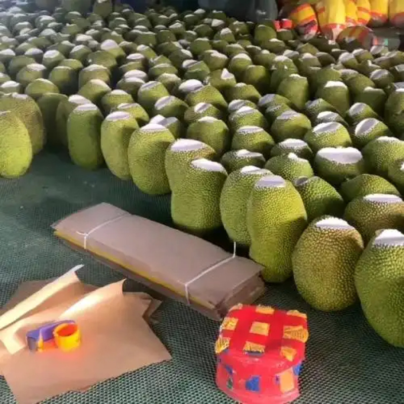 泰八菠萝蜜红肉奶香味基地新鲜直发品质保障可整车走一件代发