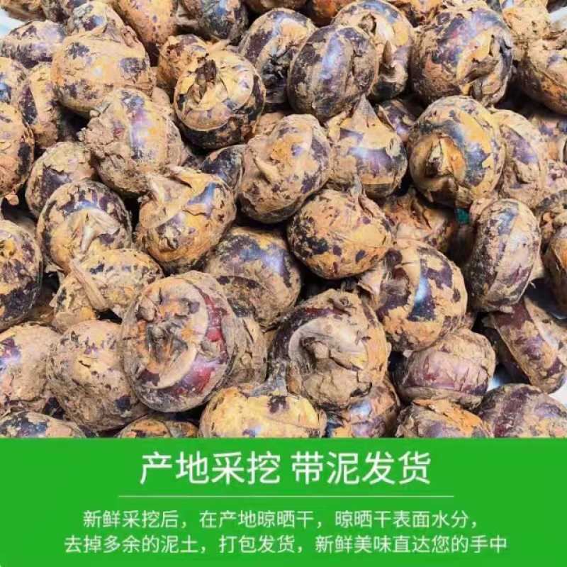 《马蹄》珍珠马蹄/毛马蹄/产地货源/一件代发/电商直播